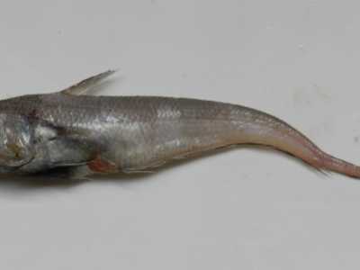 Il pesce "sciorge" o topo, sorcio, per via della sua lunga coda 